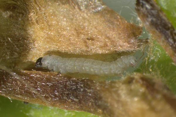 Agriopis leucophaearia: Bild 11