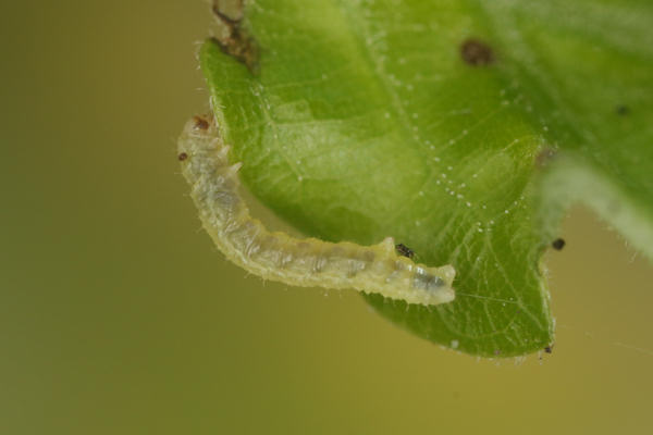 Agriopis leucophaearia: Bild 14