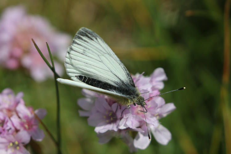 Pieris napi britannica: Bild 1