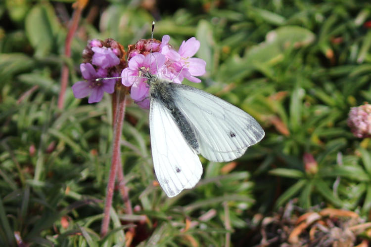 Pieris napi britannica: Bild 3