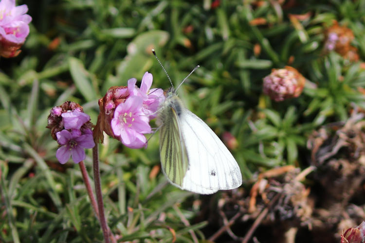 Pieris napi britannica: Bild 4