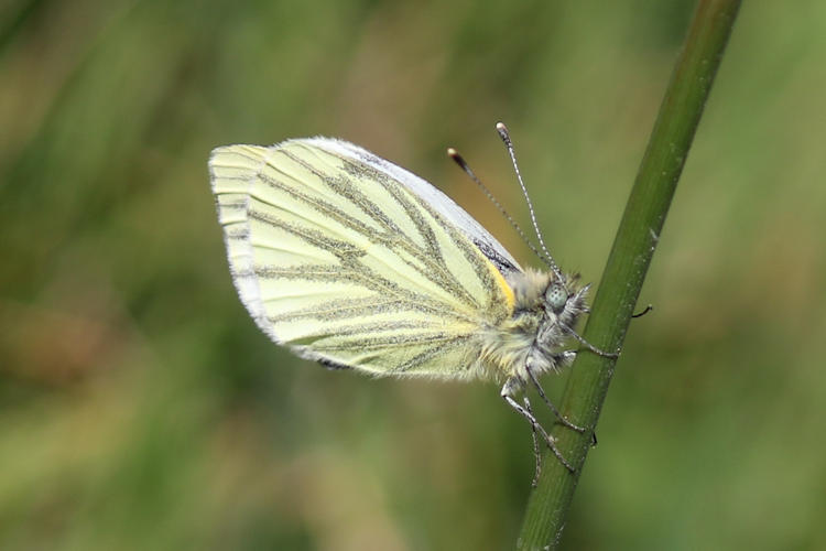 Pieris napi britannica: Bild 9