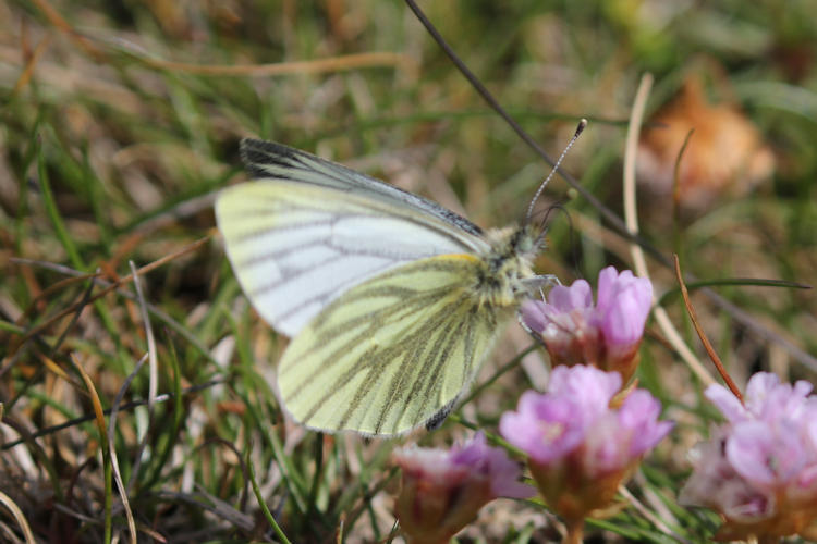 Pieris napi britannica: Bild 10