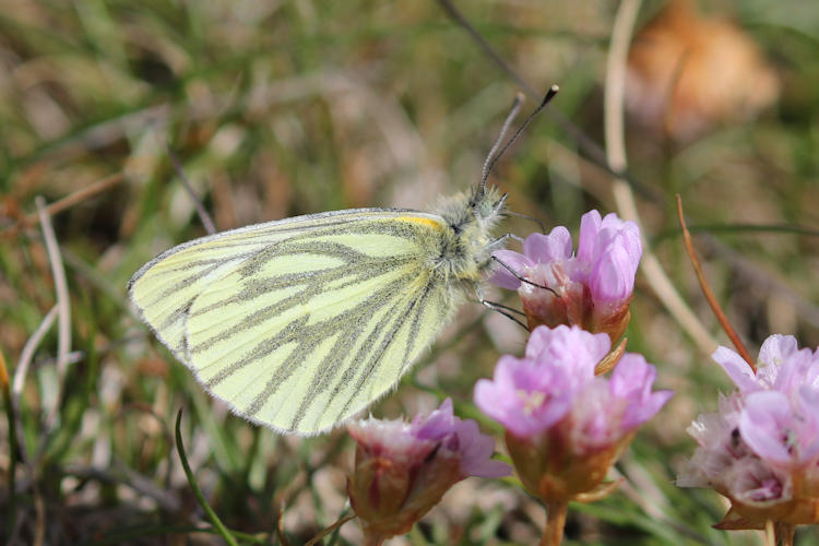 Pieris napi britannica: Bild 11