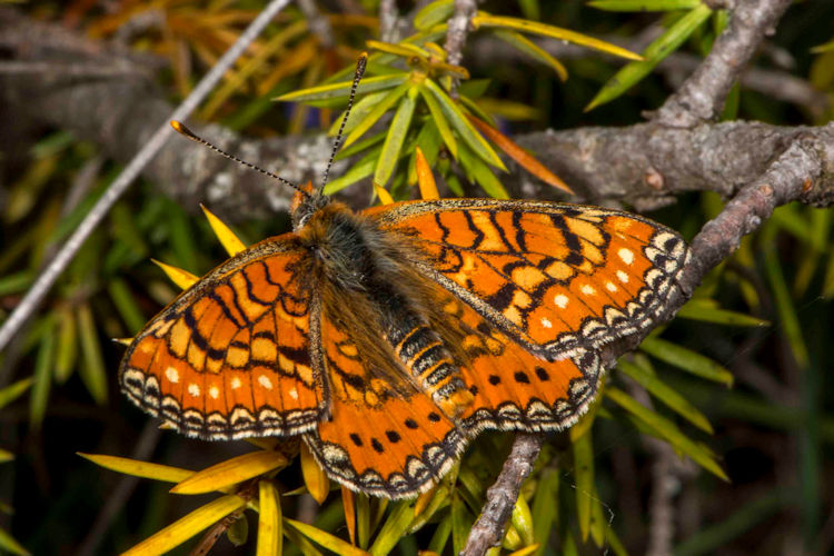 Euphydryas desfontainii: Bild 1