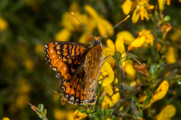 Euphydryas desfontainii: Bild 2