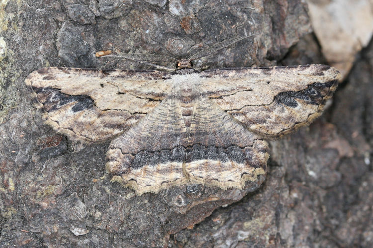 Menophra abruptaria: Bild 9