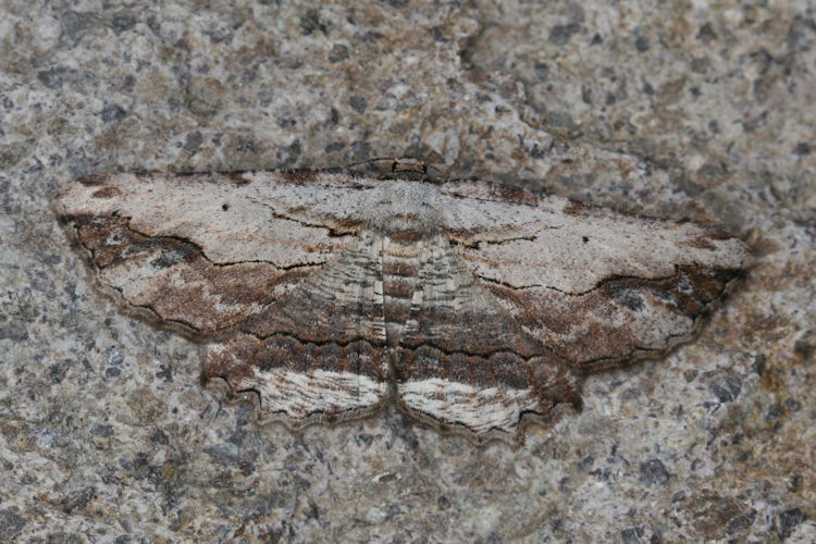 Menophra abruptaria: Bild 25