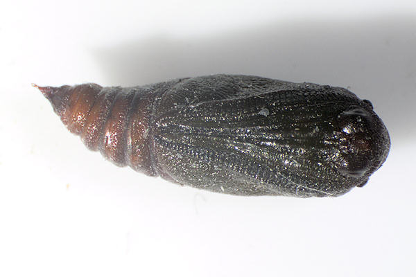 Agriopis leucophaearia: Bild 28