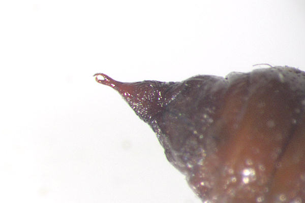 Agriopis leucophaearia: Bild 29
