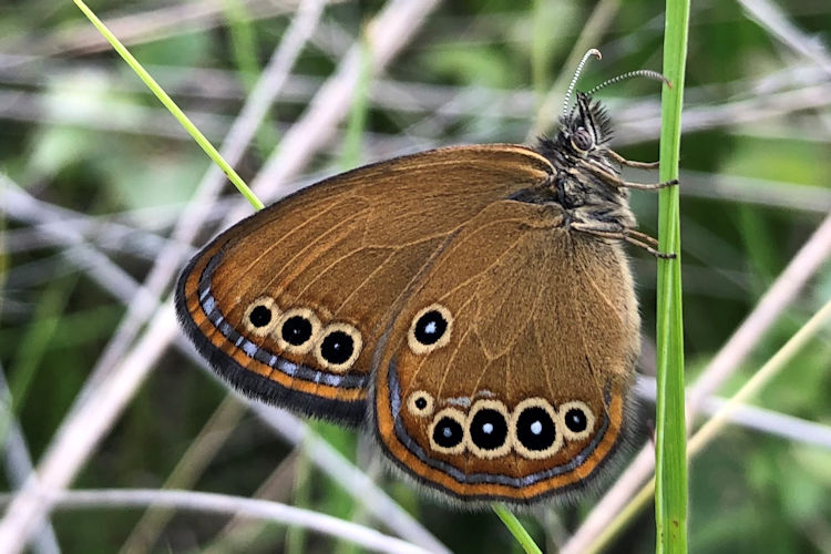 Coenonympha oedippus: Bild 6