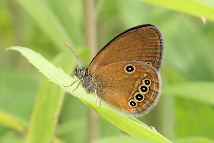 Coenonympha oedippus: Bild 7