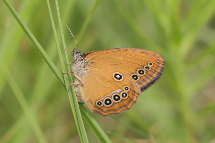 Coenonympha oedippus: Bild 9