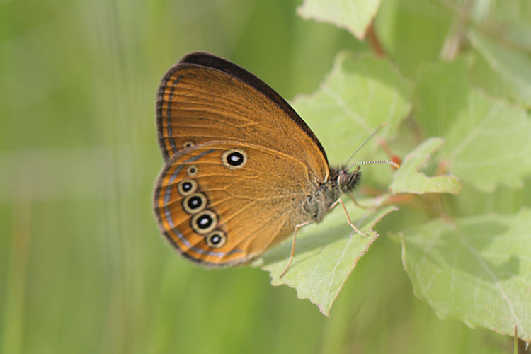 Coenonympha oedippus: Bild 10