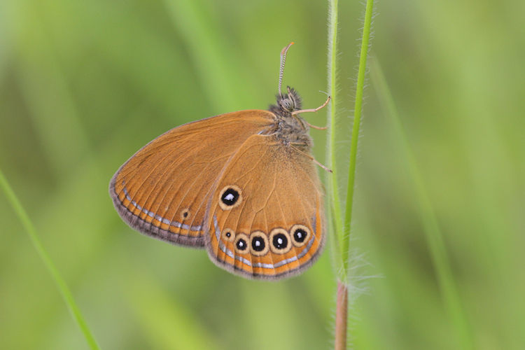 Coenonympha oedippus: Bild 11