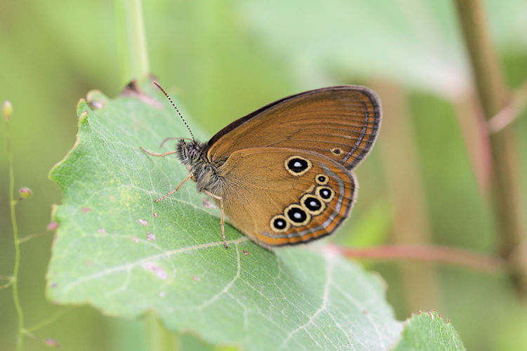 Coenonympha oedippus: Bild 12