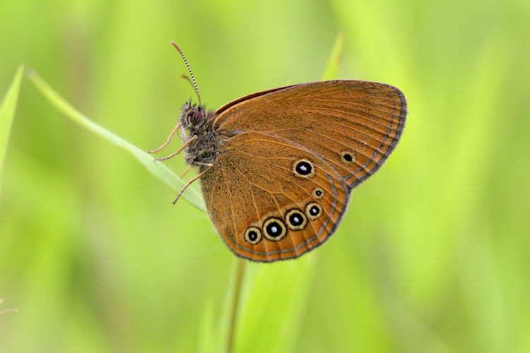 Coenonympha oedippus: Bild 13