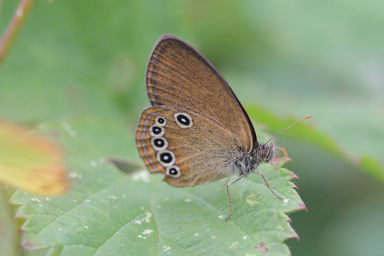 Coenonympha oedippus: Bild 14