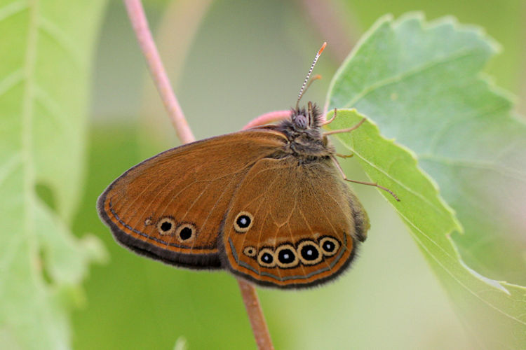 Coenonympha oedippus: Bild 16