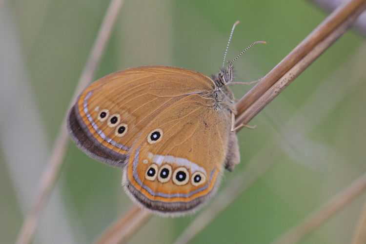 Coenonympha oedippus: Bild 17