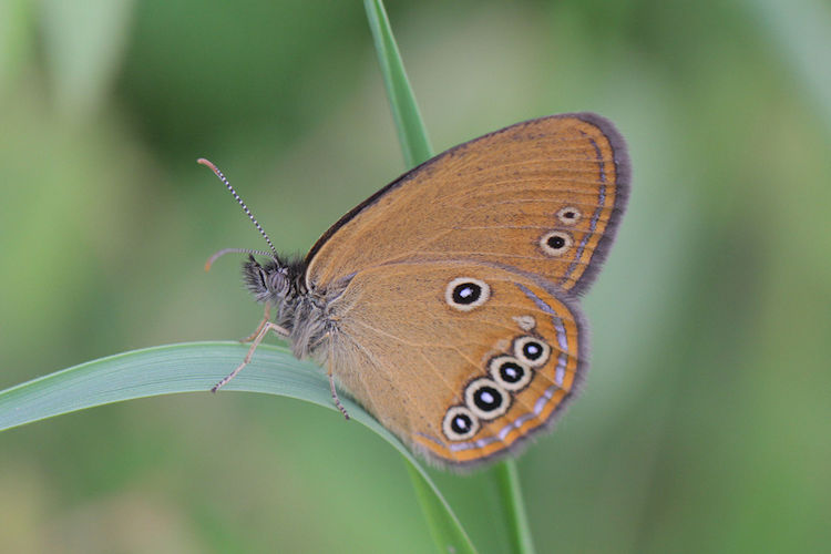 Coenonympha oedippus: Bild 18