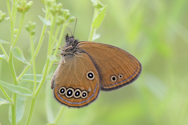 Coenonympha oedippus: Bild 19