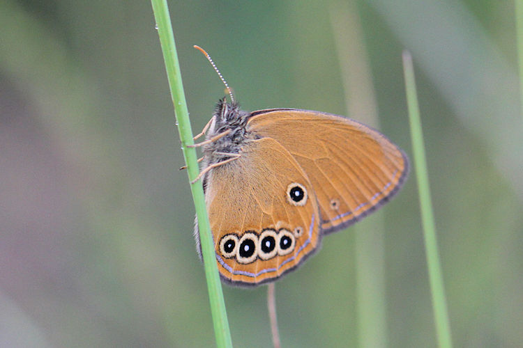 Coenonympha oedippus: Bild 21