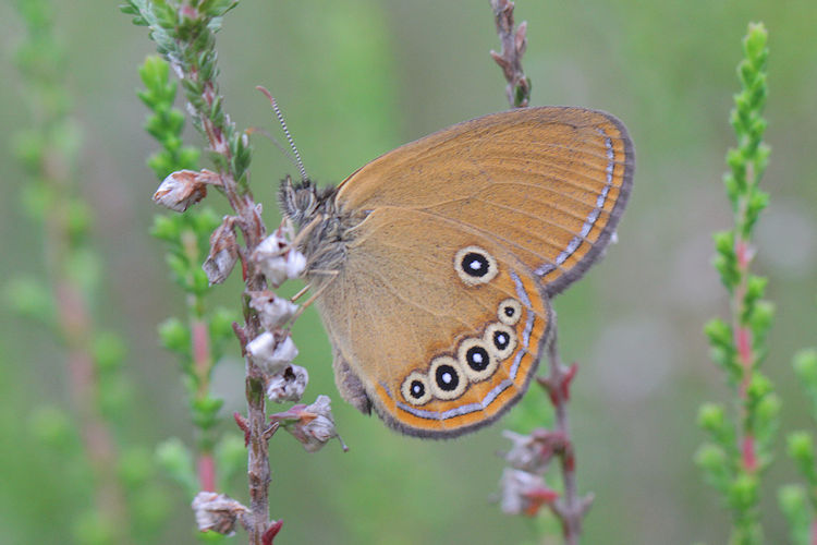 Coenonympha oedippus: Bild 22