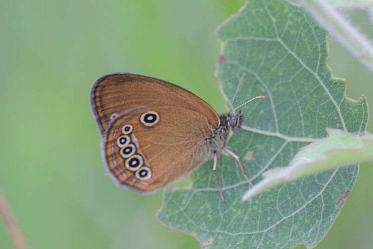 Coenonympha oedippus: Bild 23