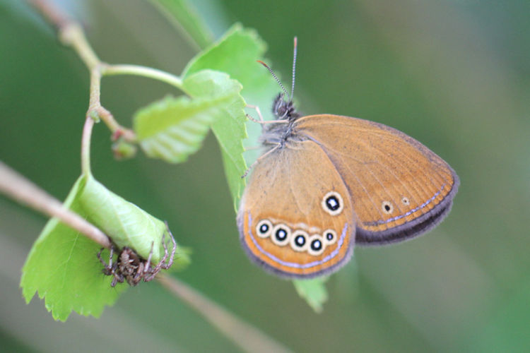 Coenonympha oedippus: Bild 24