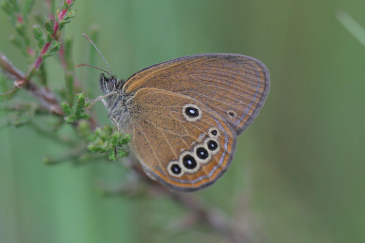 Coenonympha oedippus: Bild 25