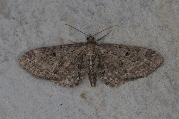 Eupithecia denotata: Bild 1