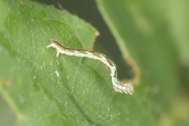 Cyclophora ruficiliaria: Bild 3