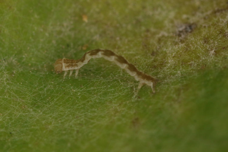 Cyclophora ruficiliaria: Bild 4