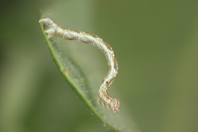 Cyclophora ruficiliaria: Bild 5