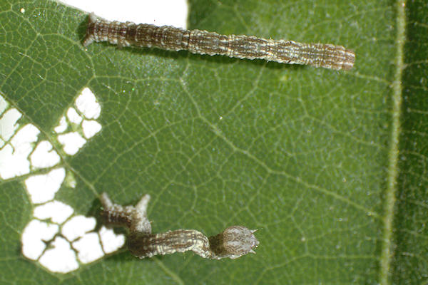 Cyclophora ruficiliaria: Bild 8