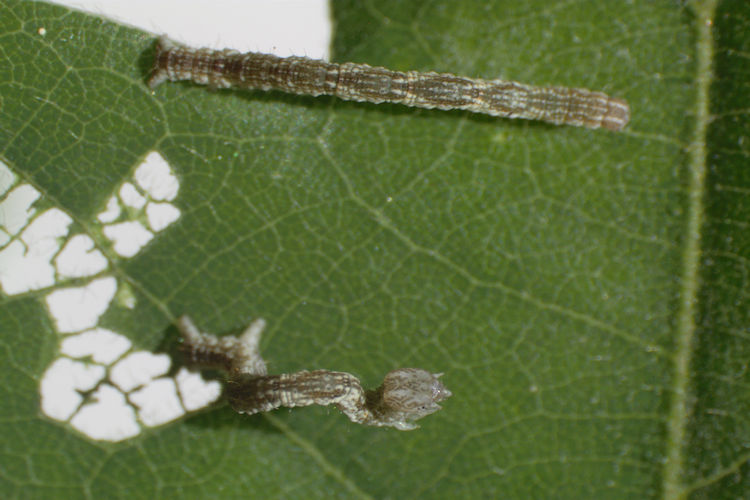 Cyclophora ruficiliaria: Bild 8