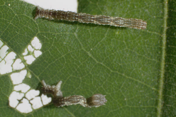 Cyclophora ruficiliaria: Bild 9