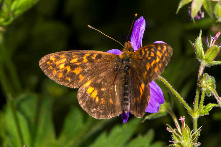 Cyclophora ruficiliaria: Bild 10