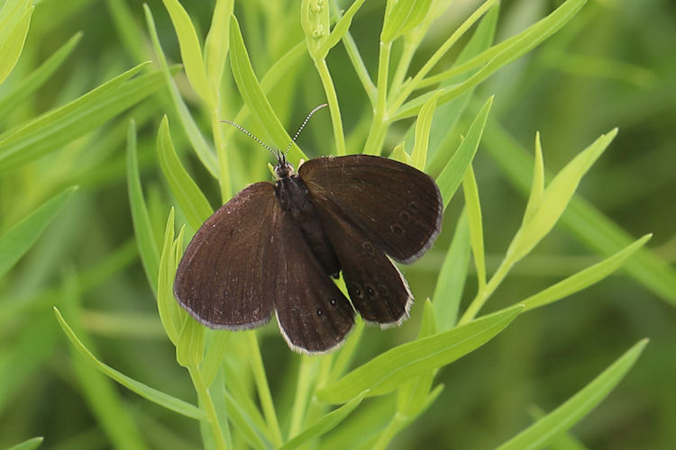 Coenonympha oedippus: Bild 2