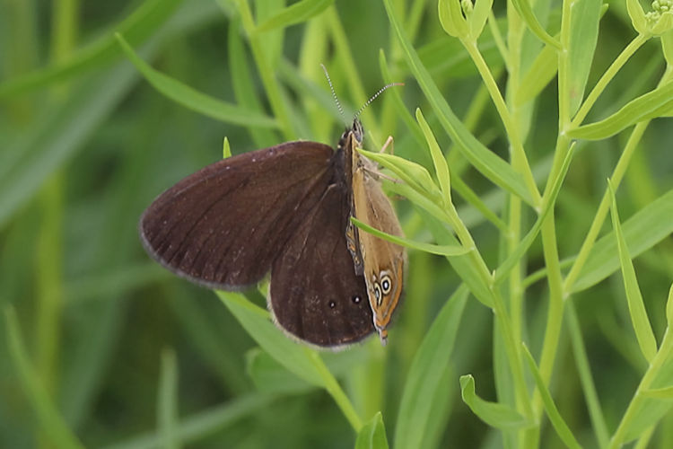 Coenonympha oedippus: Bild 3