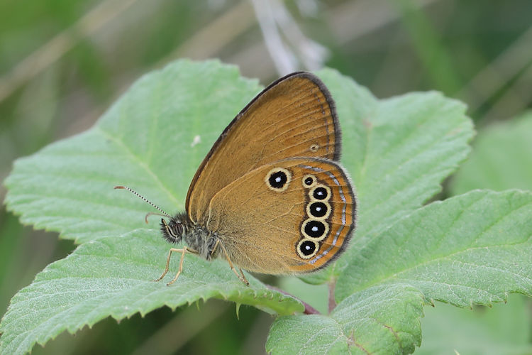 Coenonympha oedippus: Bild 26