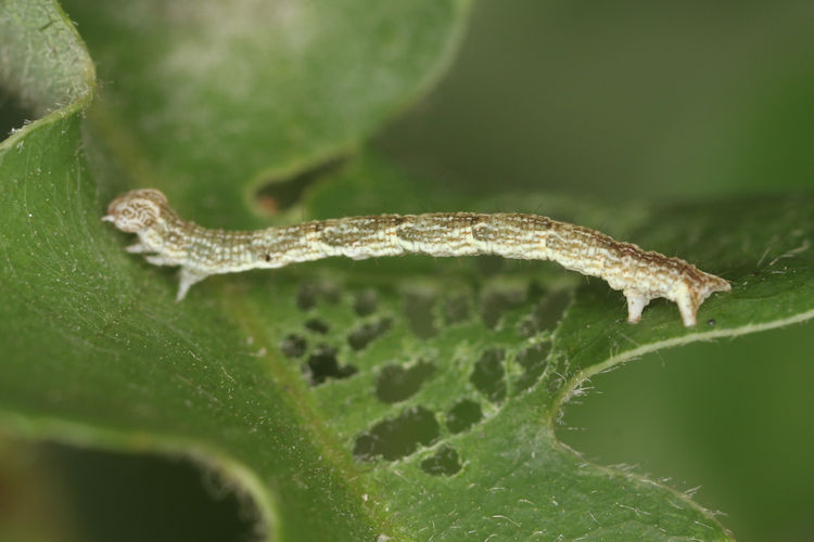 Cyclophora ruficiliaria: Bild 7