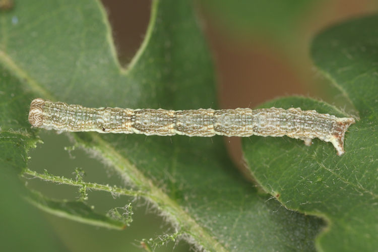 Cyclophora ruficiliaria: Bild 8