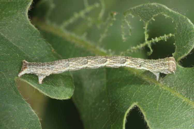 Cyclophora ruficiliaria: Bild 9