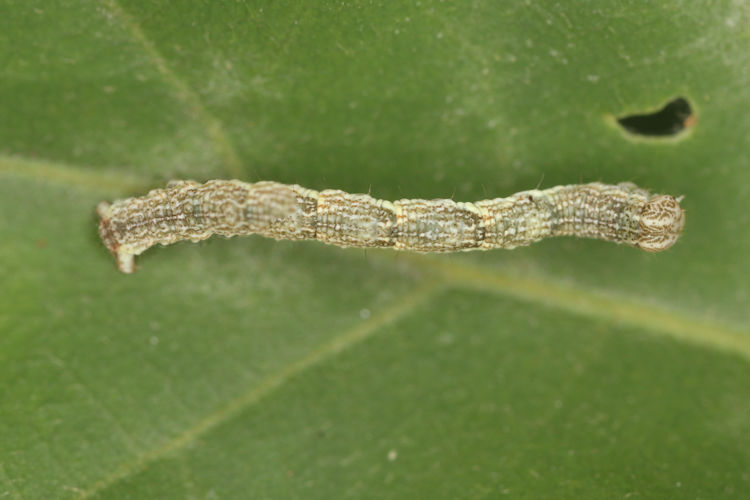 Cyclophora ruficiliaria: Bild 10