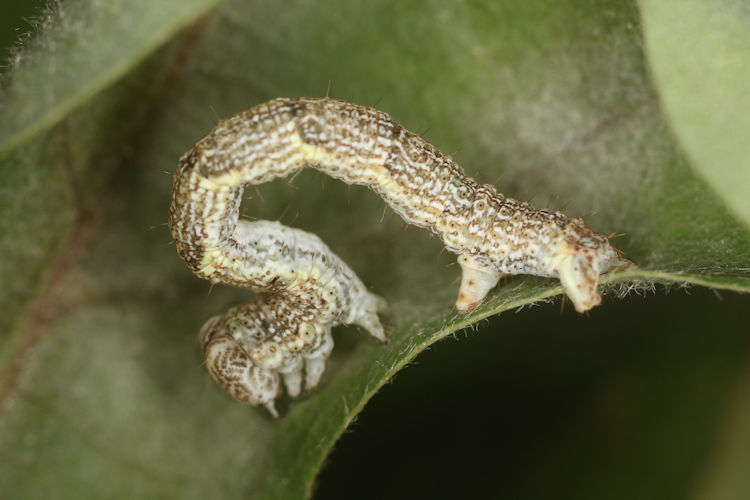 Cyclophora ruficiliaria: Bild 11