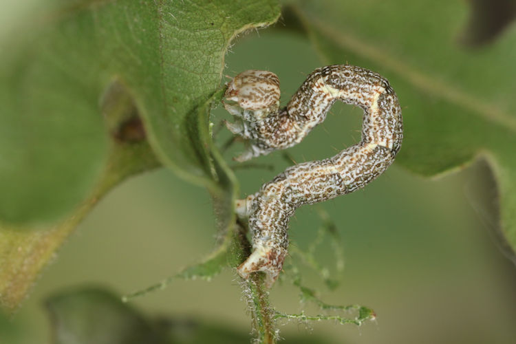 Cyclophora ruficiliaria: Bild 16