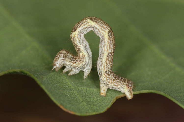 Cyclophora ruficiliaria: Bild 17