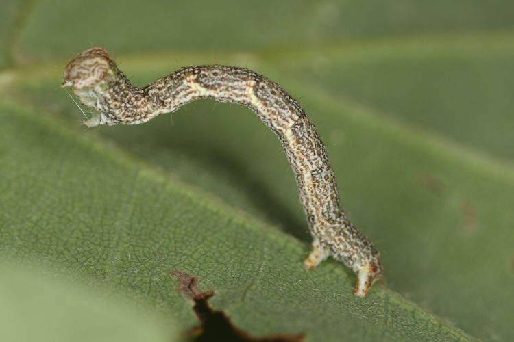 Cyclophora ruficiliaria: Bild 14
